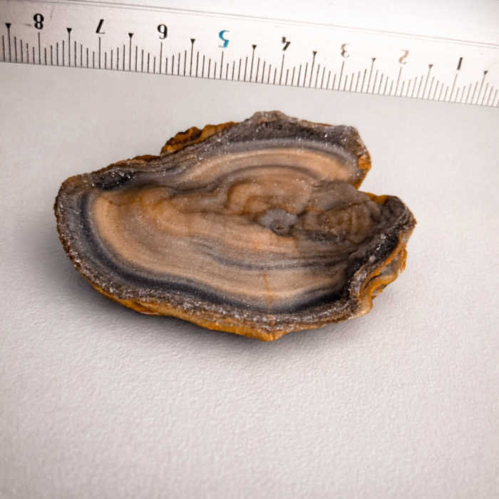 Flor de calcedonia natural con bandas grises y beige sobre superficie clara con regla de medición